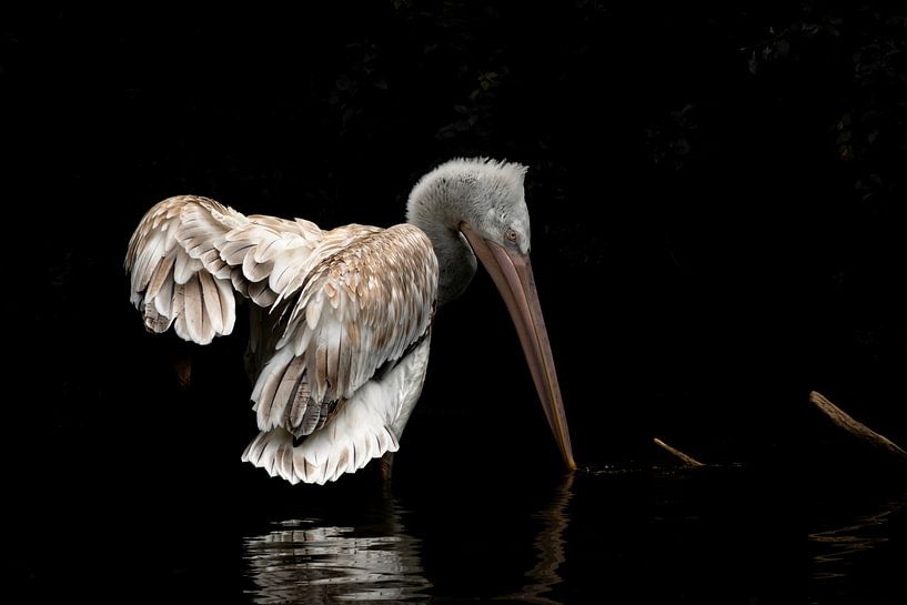 Pelican in the gym by Carla van Zomeren