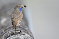 Bluethroat