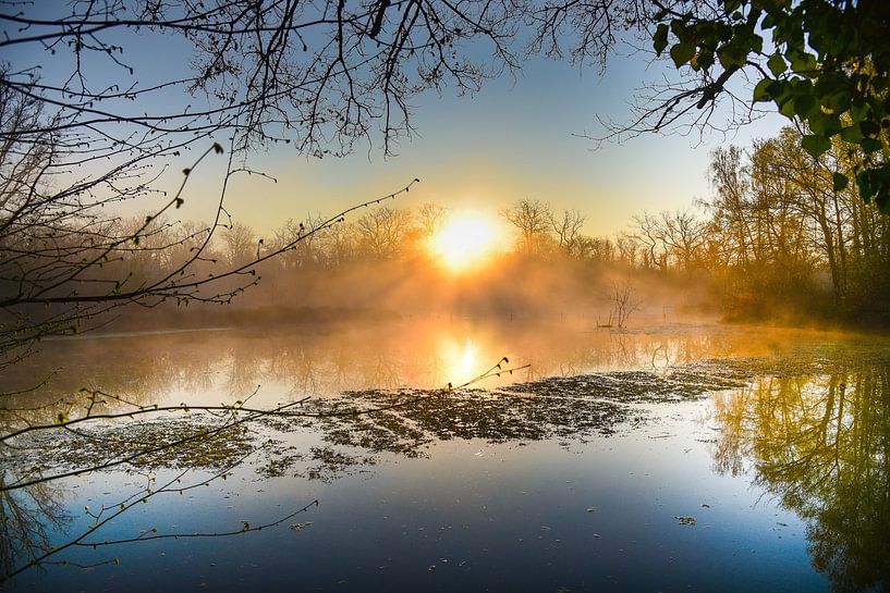 Frühlingsmorgen in den Rheinauen von Tanja Voigt