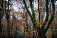 The forest