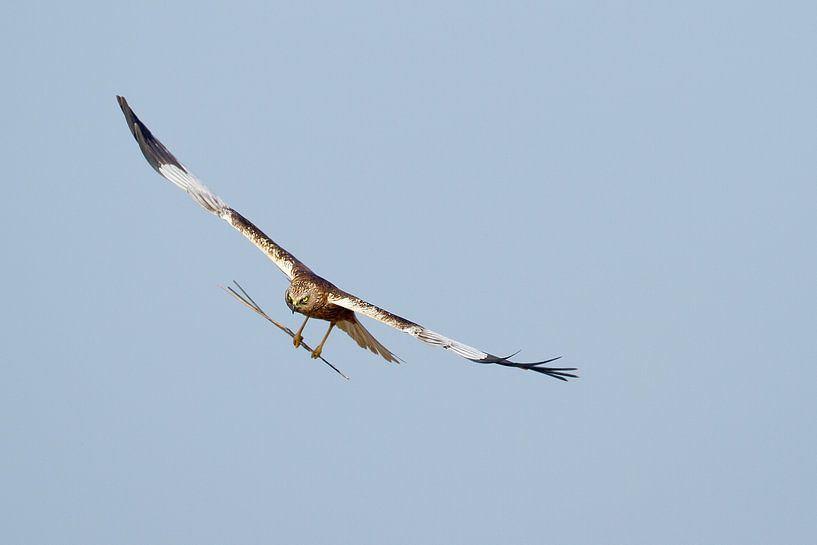 Marsh Harrier by Menno Schaefer