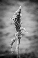 Frozen world in black and white