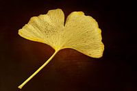 Goldenes Ginkgoblatt