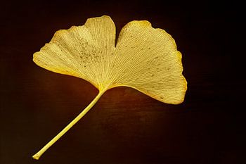Goldenes Ginkgoblatt