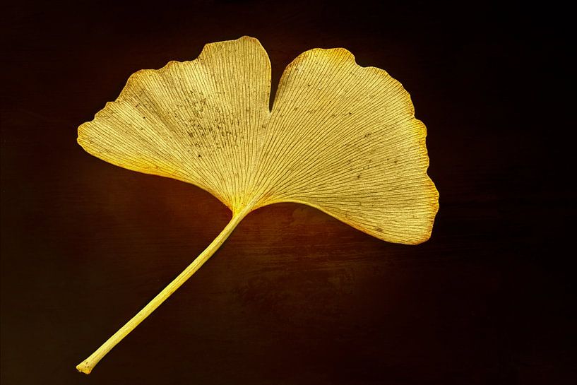 Goldenes Ginkgoblatt von Angelika Beuck