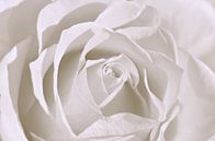 Witte Roos van Violetta Honkisz thumbnail