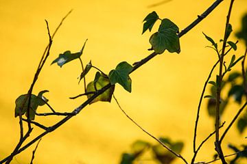 Frühlingsfarbe Gelb von Raoul Suermondt