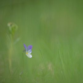 Violet by Kim Meijer