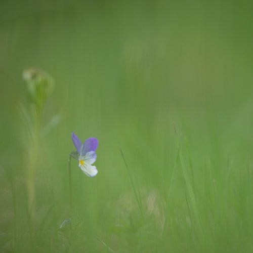 Violett von Kim Meijer