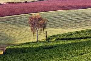 Berkenboom van Rob Boon