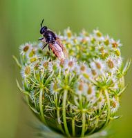 Macro insect