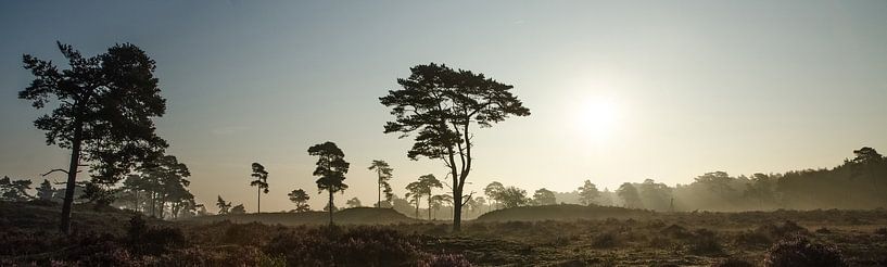 Leuvenum Woods savannah landscape by Maurice Verschuur