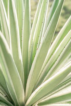 Natuurlijke Symmetrie Agave in Zacht Licht van Femke Ketelaar