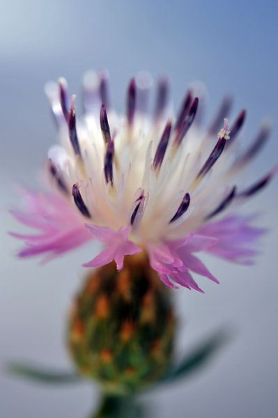 Petit chardon by Martine Affre Eisenlohr