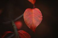 Herfstblad