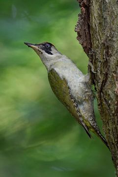 Green Woodpecker ( Picus viridis ), perched on a tree trunk, turning back its head, van wunderbare Erde