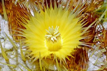 gele cactusbloem van Werner Lehmann