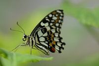 Vlinder in close up - butterfly in close up - Schmetterling - Papillon