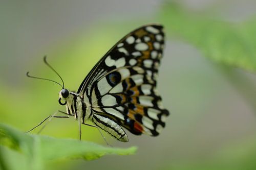 Vlinder in close up - butterfly in close up - Schmetterling - Papillon