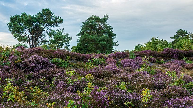 South Heath by Peter Veerman