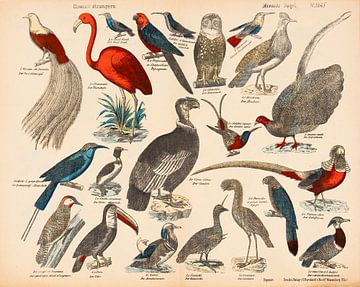 Antieke educatieve plaat met exotische vogels. van Studio Wunderkammer