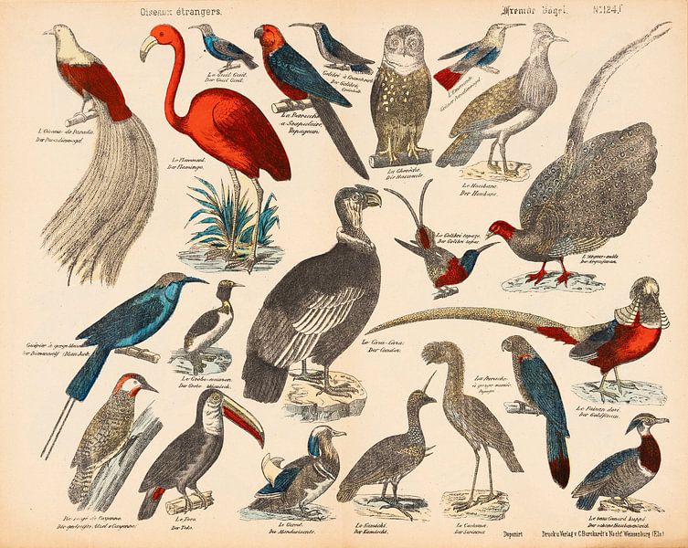 Antique educational plate with exotic birds. by Studio Wunderkammer