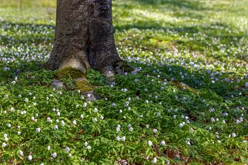 Lenteweide met magische witte anemonen.  Lenteweide met magische witte bosanemonen prairie de Printemps avec des anémones de bois bianches magiques van Christina Bauer Photos