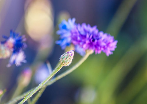 Wildflowers
