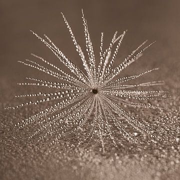 Tranquillity in warm colours: Natural close-up by Marjolijn van den Berg