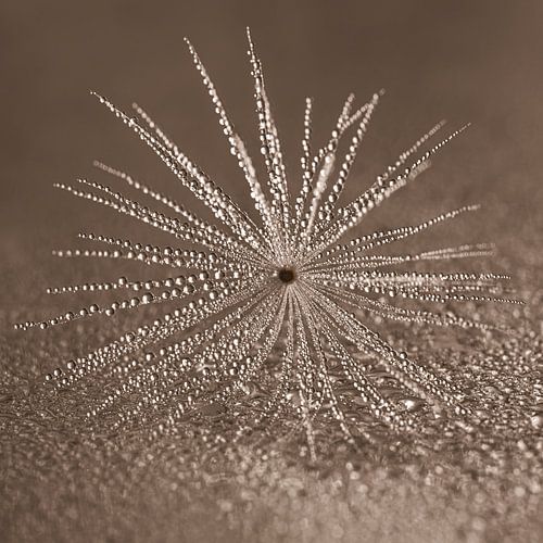 Verstilde rust in warme kleuren: Natuurlijke close-up van Marjolijn van den Berg