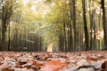 Speulderbos Teil 9 von Tania Perneel