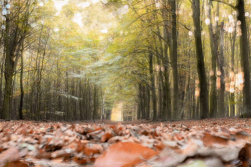 Speulder forest part 9 by Tania Perneel