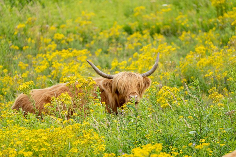 Kühe von Maaike Krimpenfort