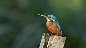 IJsvogel 