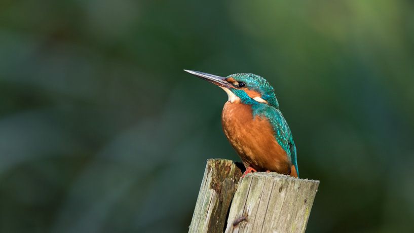 Kingfisher by Peter Korevaar