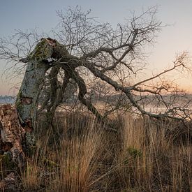 Snapped tree at sunrise over fens 2.0 by Michel Seelen