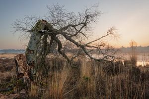 Gebroken boom met sunset bij Hatertse Vennen van Michel Seelen