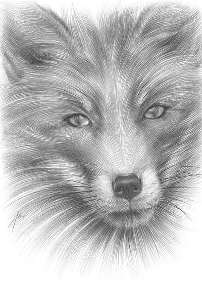 Fox with a gentle look by Adriana Müller
