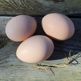 Egg Egg Egg by Ria De Jonge