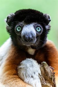 Kroon Sifaka
