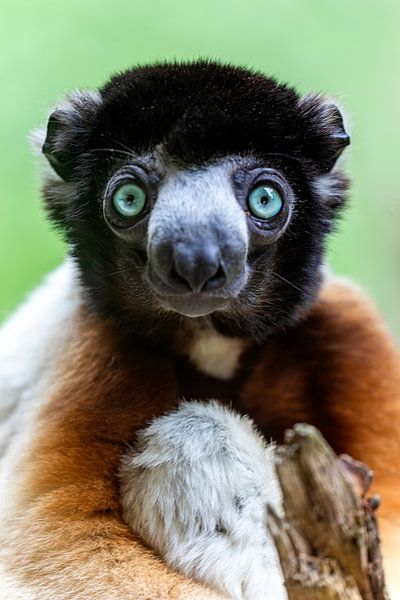 Crowned Sifaka by Edwin Butter