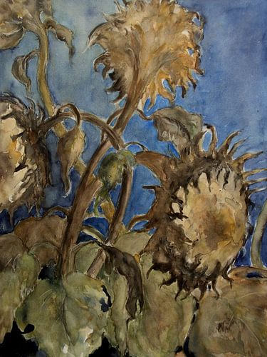 Zonnebloem -  verdord 