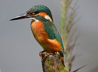 Ijsvogel tussen het riet