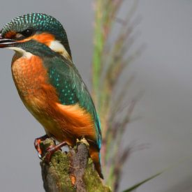 Un martin-pêcheur parmi les roseaux sur Jitske Van der gaast