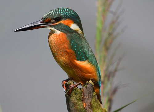 Ijsvogel tussen het riet