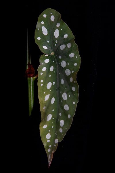 Begonie maculata von Anita Visschers