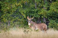 Roanantilope in Namibië van OCEANVOLTA thumbnail