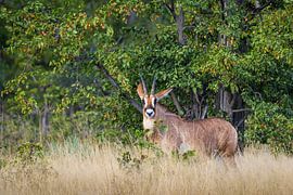 Pferdeantilope in Namibia von OCEANVOLTA