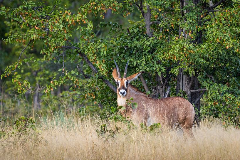 Roanantilope in Namibië van OCEANVOLTA