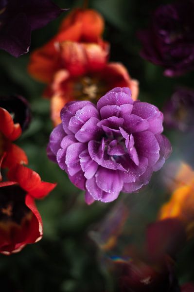 Tulpen van Lauw Design & Photography